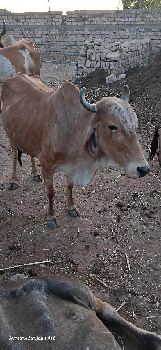 थंबनेल 2