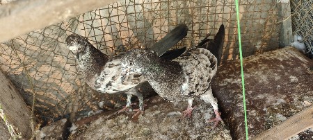 no dilevery no time paas