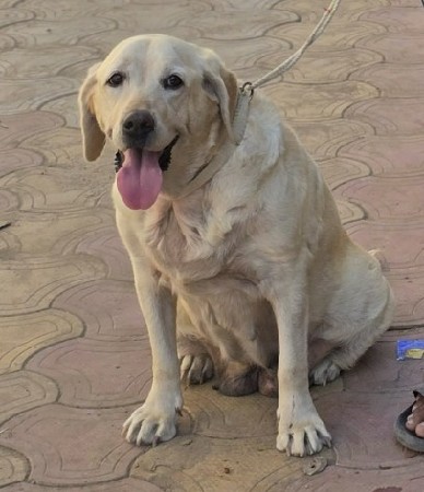 lebra dog femel vechvani che