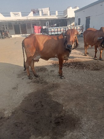 થંબનેલ 3