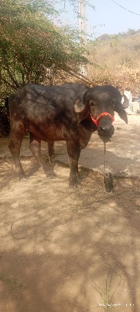 એક ખડાઈ વેચવાની છે