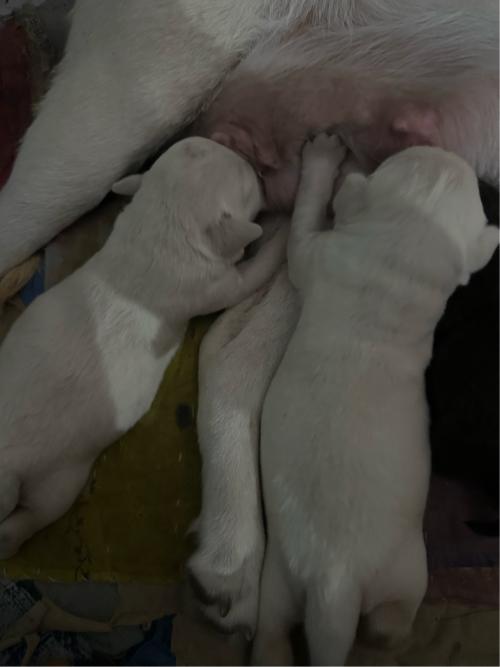 લેબ્રા ફીમેલ પપી