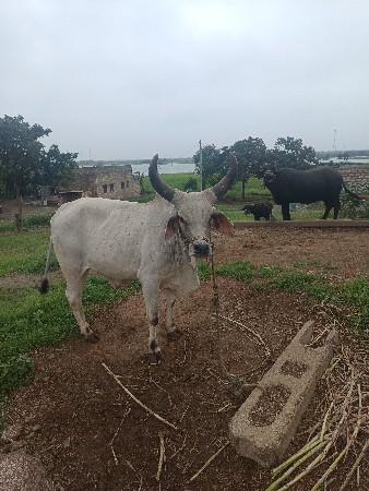 थंबनेल 3