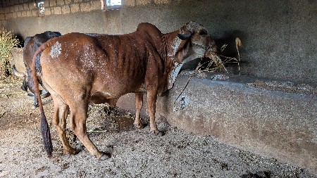 ગાય વેચવાની છે
