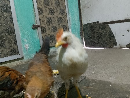 थंबनेल 2