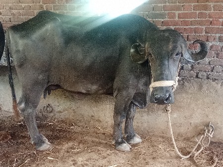 વેચાવછેપ