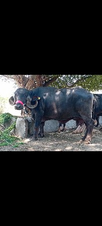 ભેંસ વેચવાની છે