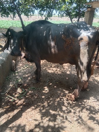 थंबनेल 3