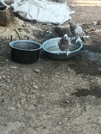 વેસવાનાછે