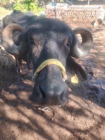 થંબનેલ 3