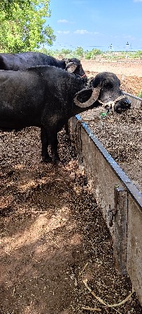 બે ગાભણ ખડેલી બેસવાની છે