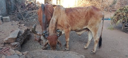 બળદ વેચવાના છે