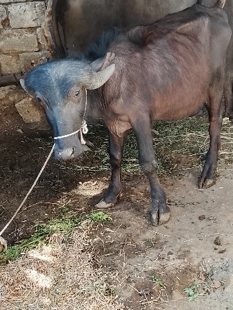 थंबनेल 2