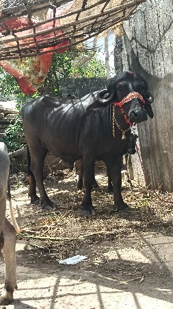 મુરો ખડેલી વેચવાની છે
