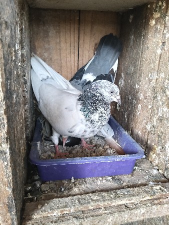 थंबनेल 3