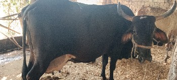 ક્રોસ ગાય આપવાની છે