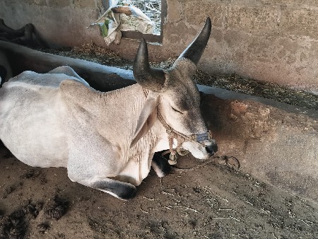 ગોઢલા વેચવાના છે