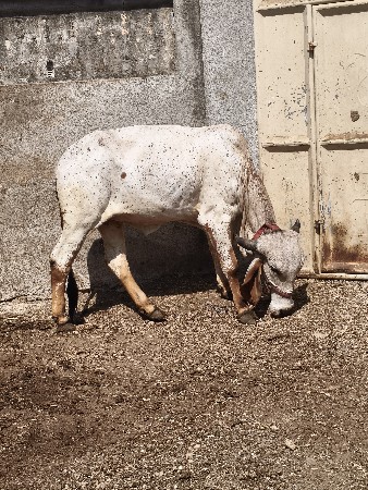 2.5 વરશ વાછડી