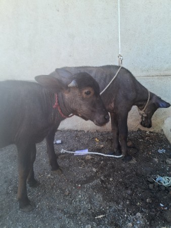 थंबनेल 2