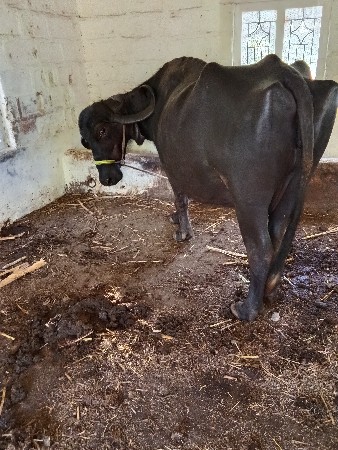 ભૈસ વેસવાની છે