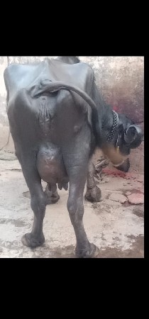 ભેંસ વેચવાનું છે 2 છે