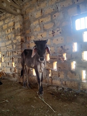 વાછડાં વેચવાના છે