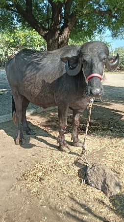 બે વેચવાના છે