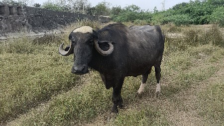 ભેંસ વેચવાની છે