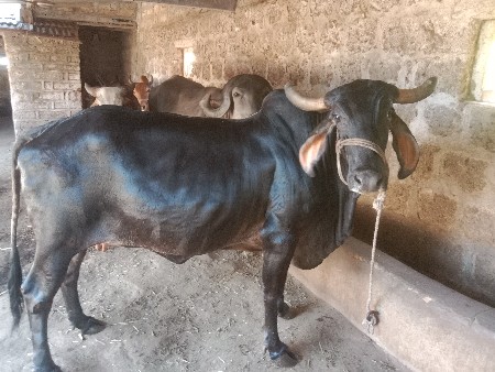 थंबनेल 3