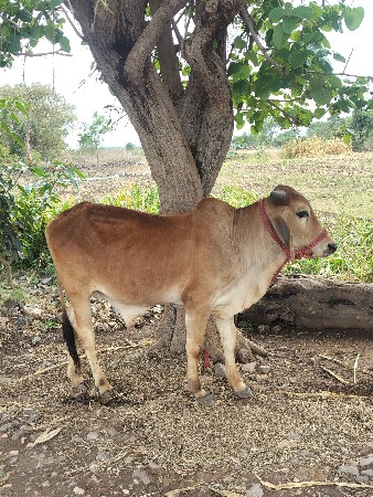 વેચવા નો છે