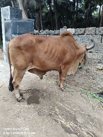 બળદ વેચવાના છે