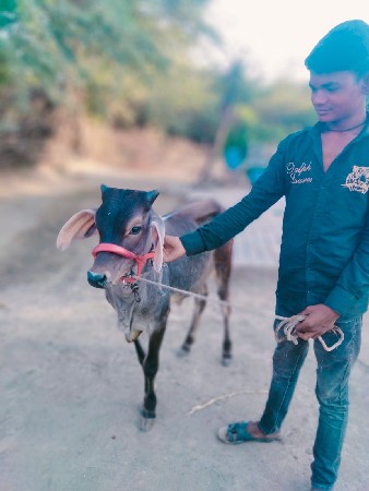 થંબનેલ 2