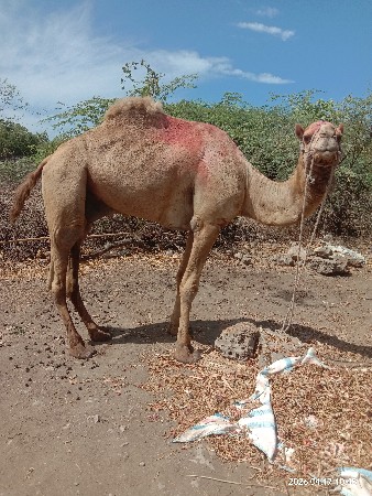 ઉટ વેસવાનો છે