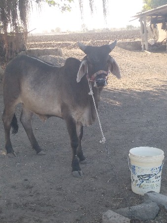બળદ વેચવાના છે
