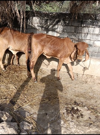 थंबनेल 3