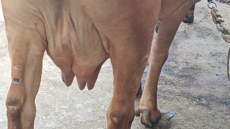 ગાય વેસવાની સે