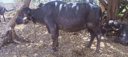 थंबनेल 3