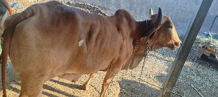 थंबनेल 2