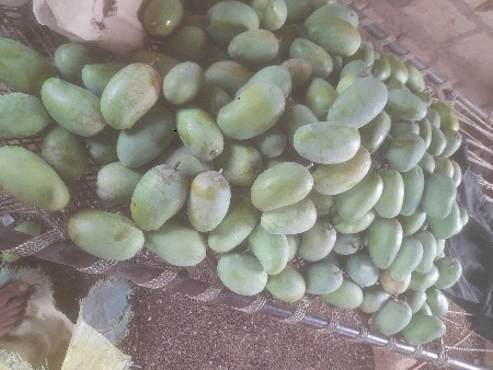 કેરીના બગીચાનો ઇજારો આપવાનો છે