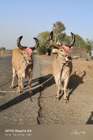 માંકડા ફૂલ જવાબદારીથી વેચવાના છે