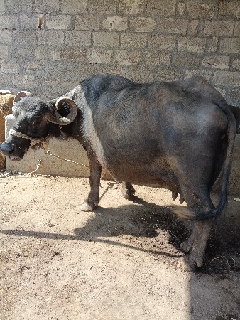 ભેંસ વેચવાની છે