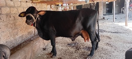 थंबनेल 3