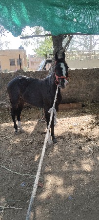 ઘોડી વેચવાની.  છે.