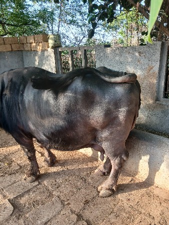 ભેશ