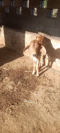 પૈલૂ  વૈતર ગાય