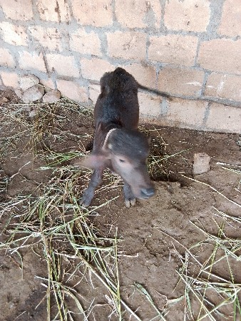 વેચવાનું છે