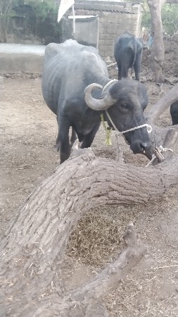 थंबनेल 2