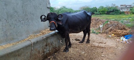 थंबनेल 3