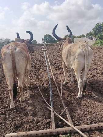 બળદ વેચવાના છે