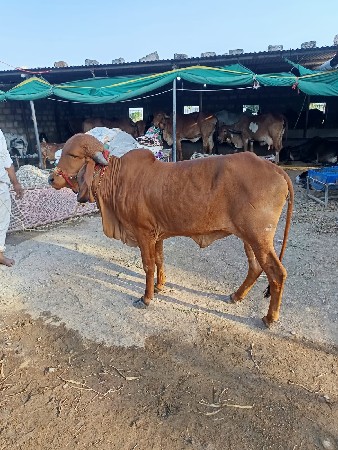 थंबनेल 3